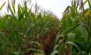 Corn field