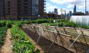 Food system changes may curb cities' environmental impacts.