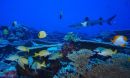 The seamount study area is part of the PapahÄnaumokuÄkea Marine National Monument.