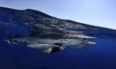 Blue sharks