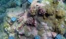 Corals settled on a reef