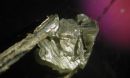 South African diamond