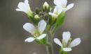 A new study identifies genes that enable plants to grow with less fertilizer.