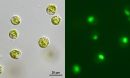 brightfield image of Pyramimonas parkeae (left) and a green fluorescence image