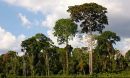 The Amazon rainforest