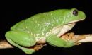 Mexican leaf frog