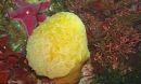 sea squirts