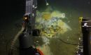 Researchers used the submersible ALVIN to collect samples from the seafloor.