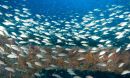 Artificial reefs