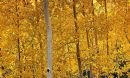 Aspen stands change their genetic structure over time, scientists have found.