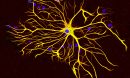 astrocytes