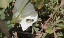 Green sweat bee or 'peridot bee'