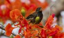 A vocal learning Darwin's small ground finch, one of 17 Darwin's finch species on the GalÃ¡pagos Islands.