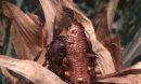 Photo of corn damaged by insects.