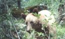 black bear