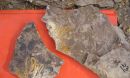 Photo of insect mine on a 53 million-year-old fossil from Wyoming's Bighorn Basin.