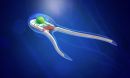 an artist rendering of a new generation of biobots
