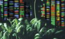 the plant Arabidopsis thaliana and background representing DNA sequence