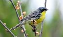 Kirtland warbler