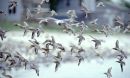 birds