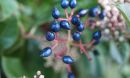 blue fruit