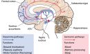 brain activity diagram