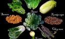 Nine examples of domesticated Brassica rapa, a species humans have bred into root vegetables.