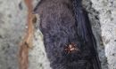 Blood-sucking flies may be following chemicals produced by skin bacteria, even in bats.