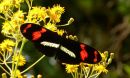 Heliconius telesiphe