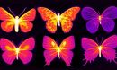 infrared photographs of butterflies