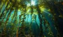 Researchers are finding that giant kelp is crucial to California coastal ecosystems.â¯
