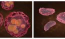 cancer cells and copper