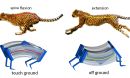 cheetah and soft robot