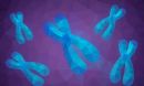 chromosomes