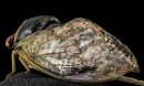 cicada wings