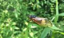 Cicada on a leaf