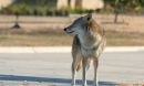 Urbanization is causing many mammal species to grow bigger, possibly because of readily available food.