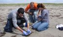 citizen scientist