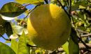 fruit on a tree