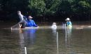 scientists associated with the project collect lucinid clams