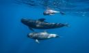 Long-finned pilot whales in the Northeast U.S. shifted poleward as water temperatures warmed.