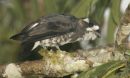 white-browed purpletuft