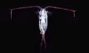 Copepods offer valuable insights into how ocean species adapt to climate change.