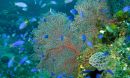 Blue fish in the coral reef under water