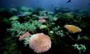 coral reefs