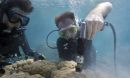 Scientists Anne Cohen (left) and Nathan Mollica extract core samples from a giant Porites coral