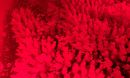 corals spawning under red light in a tank