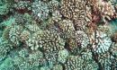 corals