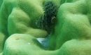 Photo taken in Tahitian waters of the coral Porites with Christmas tree worm.