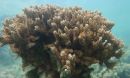 the rice coral Montipora capitata